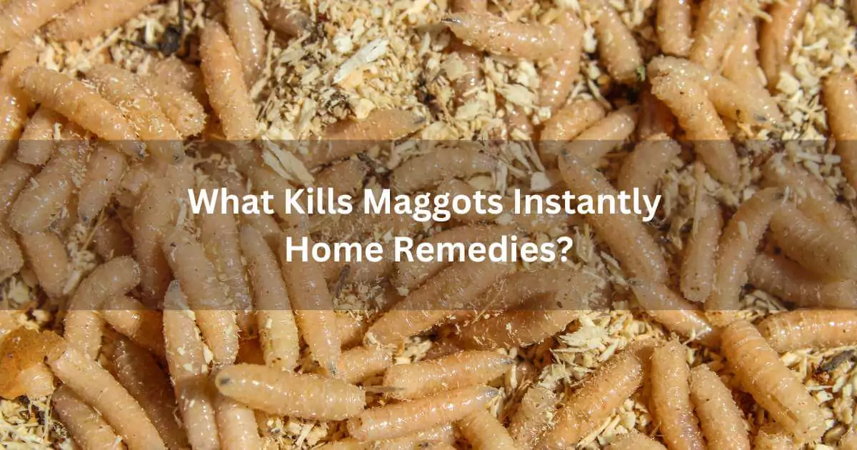 What Kills Maggots Instantly Home Remedies